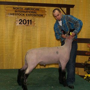 Majors Show Lambs and Shropshires • Winners